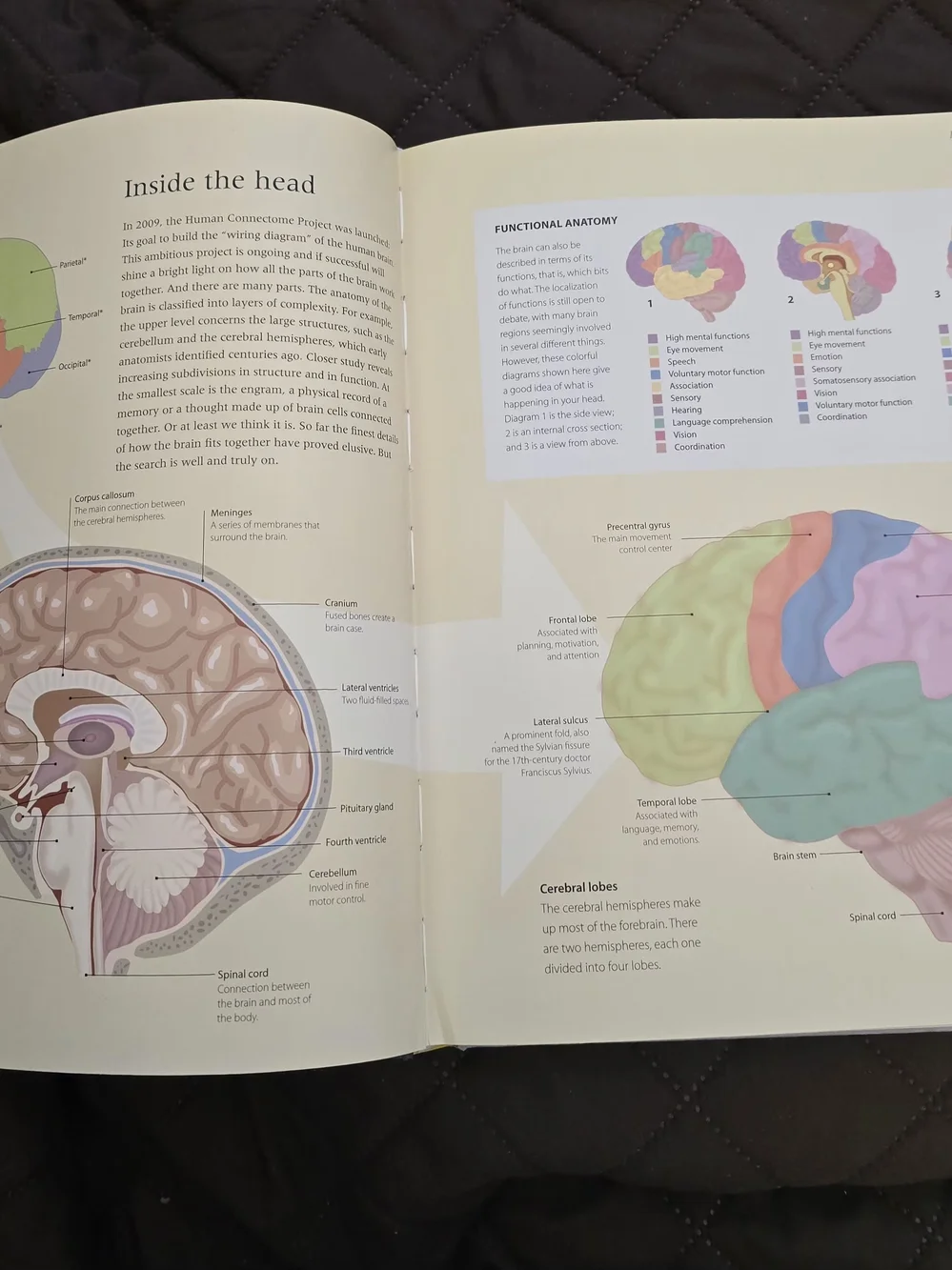 The Brain ~ 100 Discoveries That Changed History - White Hardcover Book